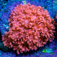Ultra Pink Goniopora Cora Fragl, WYSIWYG D3R4B1 Ultra Pink Goniopora Cora Fragl, WYSIWYG D3R4B1 Animals & Pet Supplies Ultra Pink Goniopora Cora Fragl, WYSIWYG D3R4B1 Zeo Box Reef
