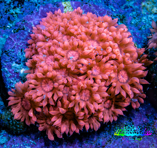 Ultra Pink Goniopora Cora Fragl, WYSIWYG D3R4B1 Ultra Pink Goniopora Cora Fragl, WYSIWYG D3R4B1 Animals & Pet Supplies Ultra Pink Goniopora Cora Fragl, WYSIWYG D3R4B1 Zeo Box Reef