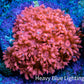 Ultra Pink Goniopora Cora Fragl, WYSIWYG D3R4B1 Ultra Pink Goniopora Cora Fragl, WYSIWYG D3R4B1 Animals & Pet Supplies Ultra Pink Goniopora Cora Fragl, WYSIWYG D3R4B1 Zeo Box Reef