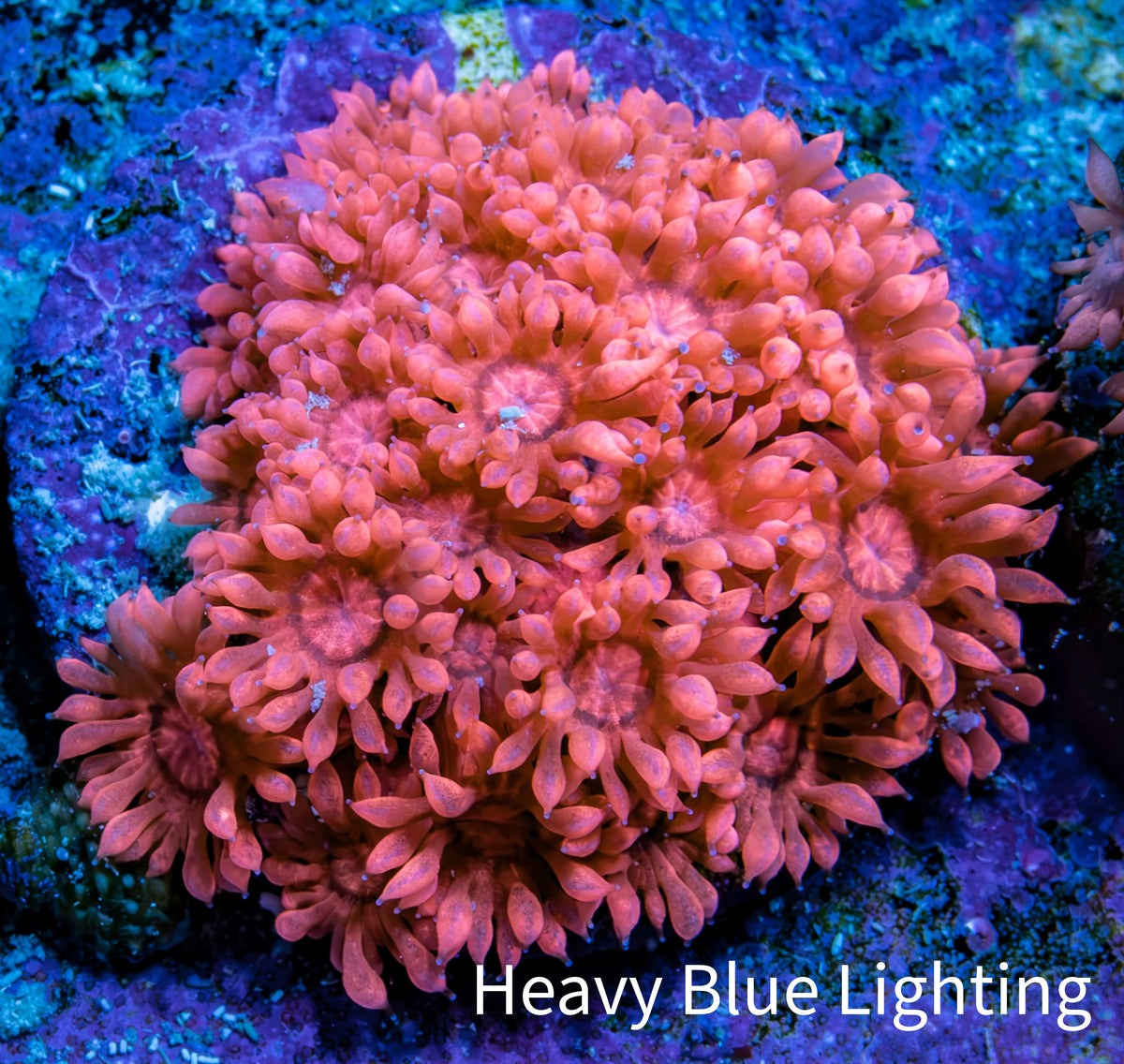 Ultra Pink Goniopora Cora Fragl, WYSIWYG D3R4B1 Ultra Pink Goniopora Cora Fragl, WYSIWYG D3R4B1 Animals & Pet Supplies Ultra Pink Goniopora Cora Fragl, WYSIWYG D3R4B1 Zeo Box Reef