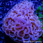 Ultra Pink Hammer Coral WYSIWYG 6cm A1R5B1 Ultra Pink Hammer Coral WYSIWYG 6cm A1R5B1 Aquarium Decor Ultra Pink Hammer Coral WYSIWYG 6cm A1R5B1 Zeo Box Reef