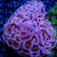 Ultra Pink Hammer Coral WYSIWYG 6cm A1R5B1 Ultra Pink Hammer Coral WYSIWYG 6cm A1R5B1 Aquarium Decor Ultra Pink Hammer Coral WYSIWYG 6cm A1R5B1 Zeo Box Reef