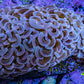 Ultra Pink Hammer Coral, WYSIWYG B1R6Ne Ultra Pink Hammer Coral, WYSIWYG B1R6Ne Aquarium Decor Ultra Pink Hammer Coral, WYSIWYG B1R6Ne Zeo Box Reef