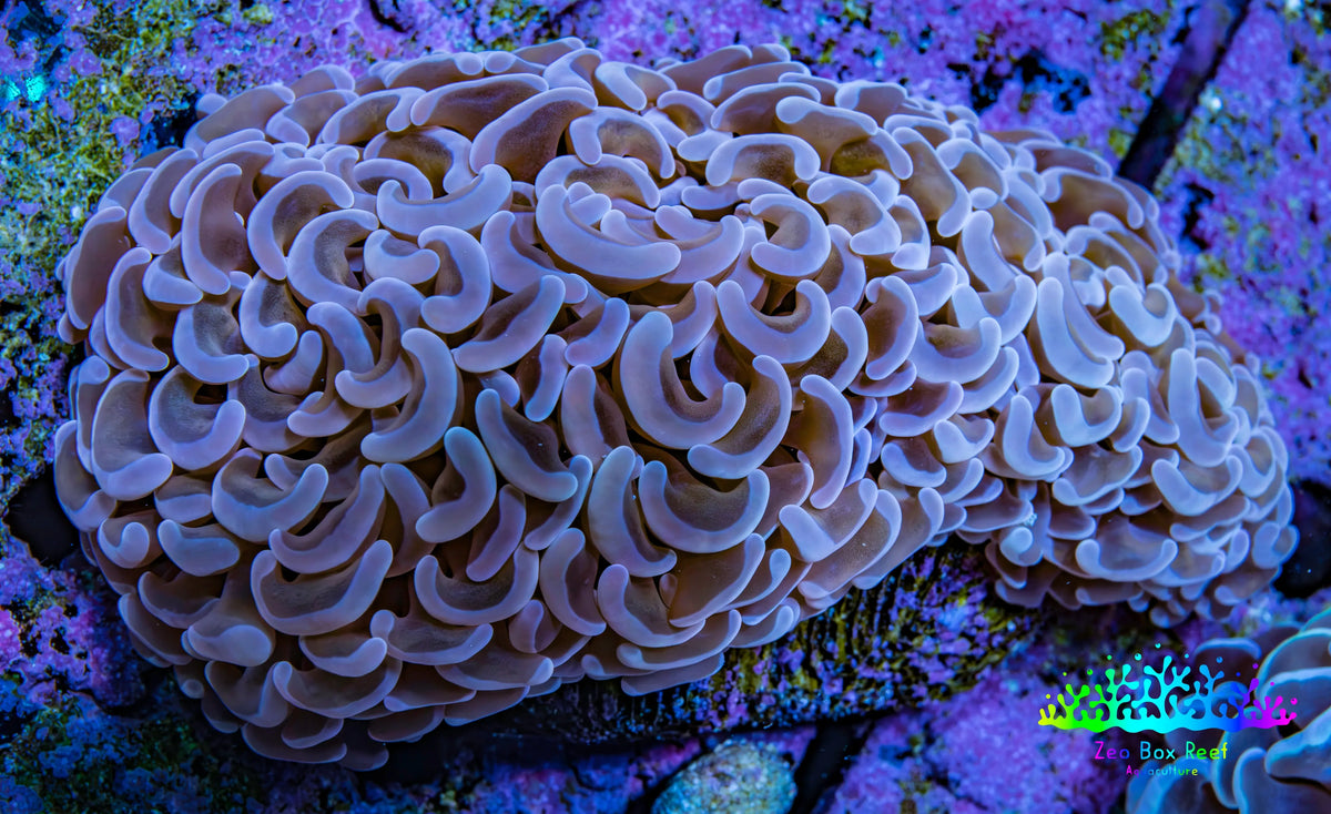 Ultra Pink Hammer Coral, WYSIWYG B1R6Ne Ultra Pink Hammer Coral, WYSIWYG B1R6Ne Aquarium Decor Ultra Pink Hammer Coral, WYSIWYG B1R6Ne Zeo Box Reef