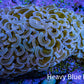 Ultra Pink Hammer Coral, WYSIWYG B1R6Ne Ultra Pink Hammer Coral, WYSIWYG B1R6Ne Aquarium Decor Ultra Pink Hammer Coral, WYSIWYG B1R6Ne Zeo Box Reef