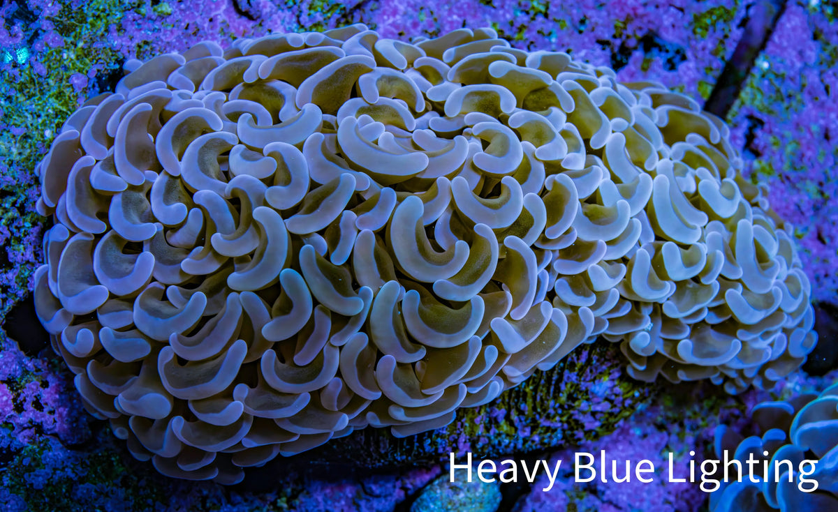 Ultra Pink Hammer Coral, WYSIWYG B1R6Ne Ultra Pink Hammer Coral, WYSIWYG B1R6Ne Aquarium Decor Ultra Pink Hammer Coral, WYSIWYG B1R6Ne Zeo Box Reef