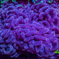 Ultra Pink Jelly Bean Tip Hammer Coral – WYSIWYG 10cm G31R6B1 Ultra Pink Jelly Bean Tip Hammer Coral – WYSIWYG 10cm G31R6B1 Aquarium Decor Ultra Pink Jelly Bean Tip Hammer Coral – WYSIWYG 10cm G31R6B1 Zeo Box Reef