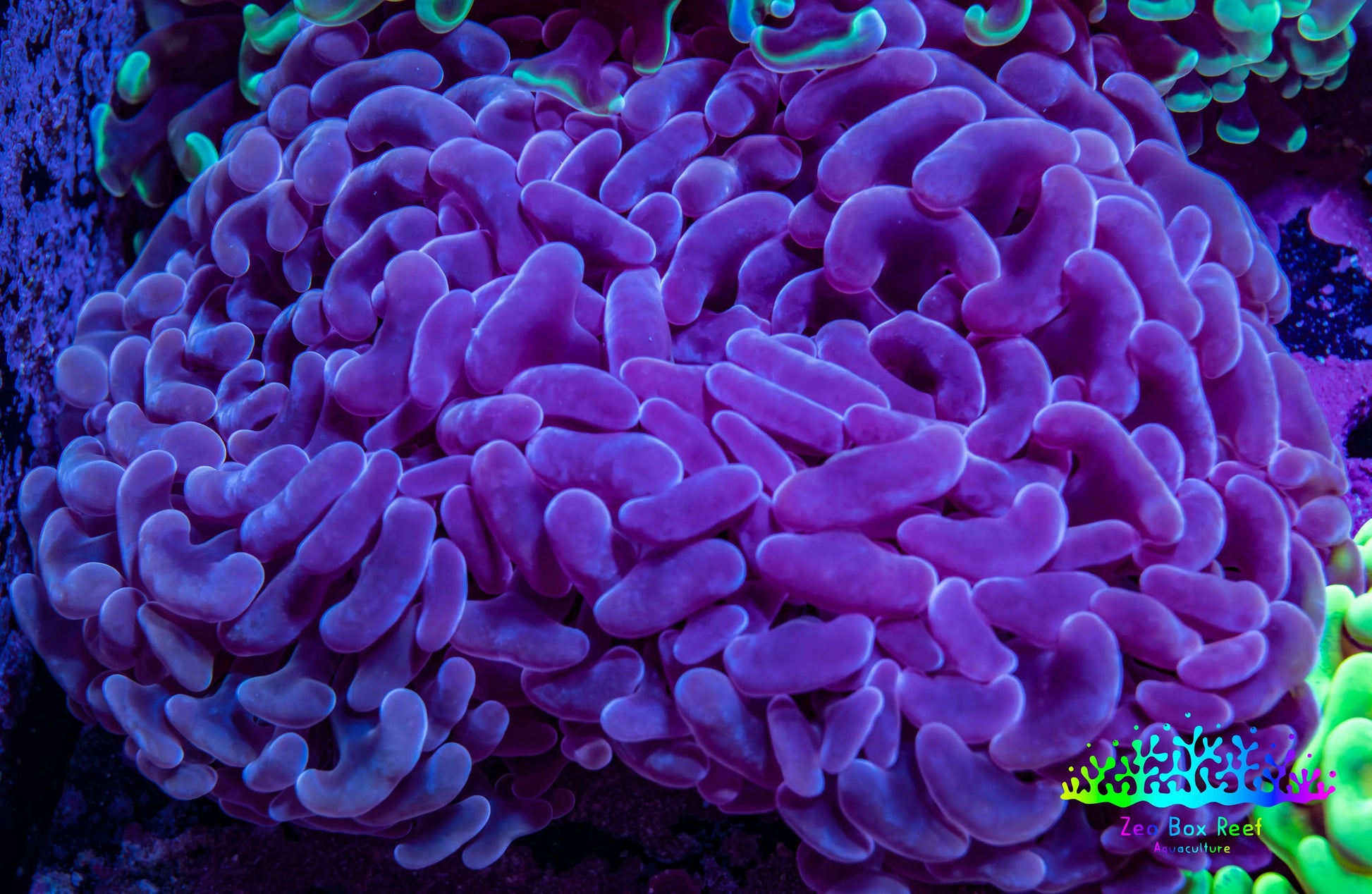 Ultra Pink Jelly Bean Tip Hammer Coral – WYSIWYG 10cm G31R6B1 Ultra Pink Jelly Bean Tip Hammer Coral – WYSIWYG 10cm G31R6B1 Aquarium Decor Ultra Pink Jelly Bean Tip Hammer Coral – WYSIWYG 10cm G31R6B1 Zeo Box Reef