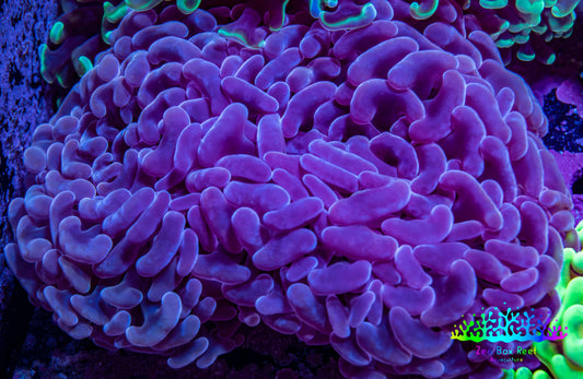 Ultra Pink Jelly Bean Tip Hammer Coral – WYSIWYG 10cm G31R6B1 Ultra Pink Jelly Bean Tip Hammer Coral – WYSIWYG 10cm G31R6B1 Aquarium Decor Ultra Pink Jelly Bean Tip Hammer Coral – WYSIWYG 10cm G31R6B1 Zeo Box Reef