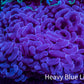Ultra Pink Jelly Bean Tip Hammer Coral – WYSIWYG 10cm G31R6B1 Ultra Pink Jelly Bean Tip Hammer Coral – WYSIWYG 10cm G31R6B1 Aquarium Decor Ultra Pink Jelly Bean Tip Hammer Coral – WYSIWYG 10cm G31R6B1 Zeo Box Reef