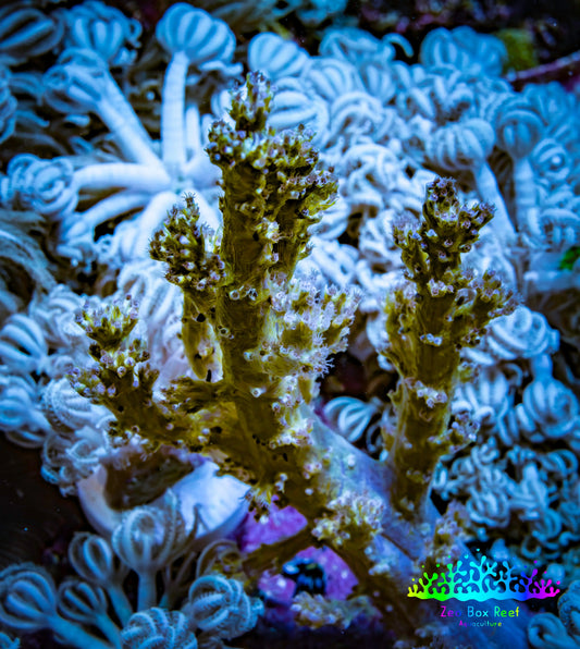 Ultra Pink Lilac Polyp Green Nepthea Coral WYSIWYG Ultra Pink Lilac Polyp Green Nepthea Coral WYSIWYG Soft Coral Ultra Pink Lilac Polyp Green Nepthea Coral WYSIWYG Zeo Box Reef