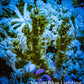 Ultra Pink Lilac Polyp Green Nepthea Coral WYSIWYG Ultra Pink Lilac Polyp Green Nepthea Coral WYSIWYG Soft Coral Ultra Pink Lilac Polyp Green Nepthea Coral WYSIWYG Zeo Box Reef