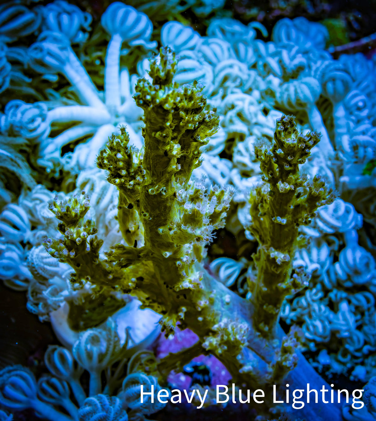 Ultra Pink Lilac Polyp Green Nepthea Coral WYSIWYG Ultra Pink Lilac Polyp Green Nepthea Coral WYSIWYG Soft Coral Ultra Pink Lilac Polyp Green Nepthea Coral WYSIWYG Zeo Box Reef