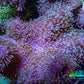 Ultra Pink Lilac Tip Long Polyp Leather Coral WYSIWYG Ultra Pink Lilac Tip Long Polyp Leather Coral WYSIWYG Soft Coral Ultra Pink Lilac Tip Long Polyp Leather Coral WYSIWYG Zeo Box Reef