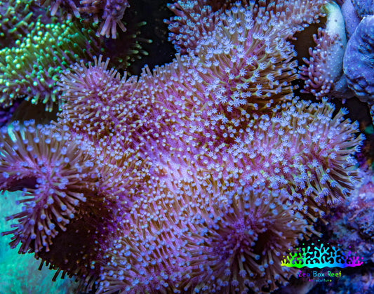 Ultra Pink Lilac Tip Long Polyp Leather Coral WYSIWYG Ultra Pink Lilac Tip Long Polyp Leather Coral WYSIWYG Soft Coral Ultra Pink Lilac Tip Long Polyp Leather Coral WYSIWYG Zeo Box Reef