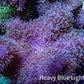 Ultra Pink Lilac Tip Long Polyp Leather Coral WYSIWYG Ultra Pink Lilac Tip Long Polyp Leather Coral WYSIWYG Soft Coral Ultra Pink Lilac Tip Long Polyp Leather Coral WYSIWYG Zeo Box Reef