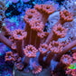 Ultra Pink Long Polyp Goniopora Frag WYSIWYG Ultra Pink Long Polyp Goniopora Frag WYSIWYG Animals & Pet Supplies Ultra Pink Long Polyp Goniopora Frag WYSIWYG Zeo Box Reef