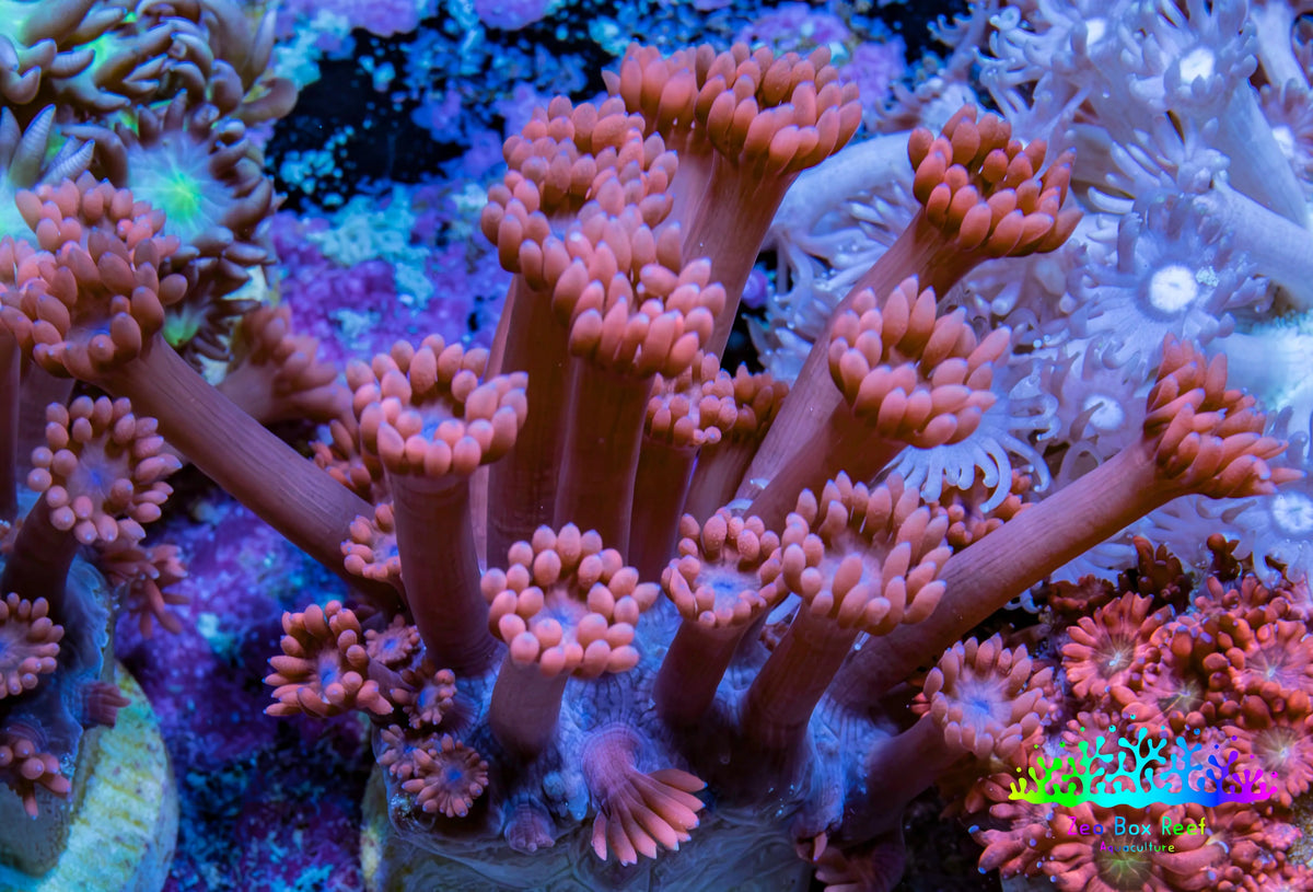 Ultra Pink Long Polyp Goniopora Frag WYSIWYG Ultra Pink Long Polyp Goniopora Frag WYSIWYG Animals & Pet Supplies Ultra Pink Long Polyp Goniopora Frag WYSIWYG Zeo Box Reef