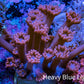 Ultra Pink Long Polyp Goniopora Frag WYSIWYG Ultra Pink Long Polyp Goniopora Frag WYSIWYG Animals & Pet Supplies Ultra Pink Long Polyp Goniopora Frag WYSIWYG Zeo Box Reef