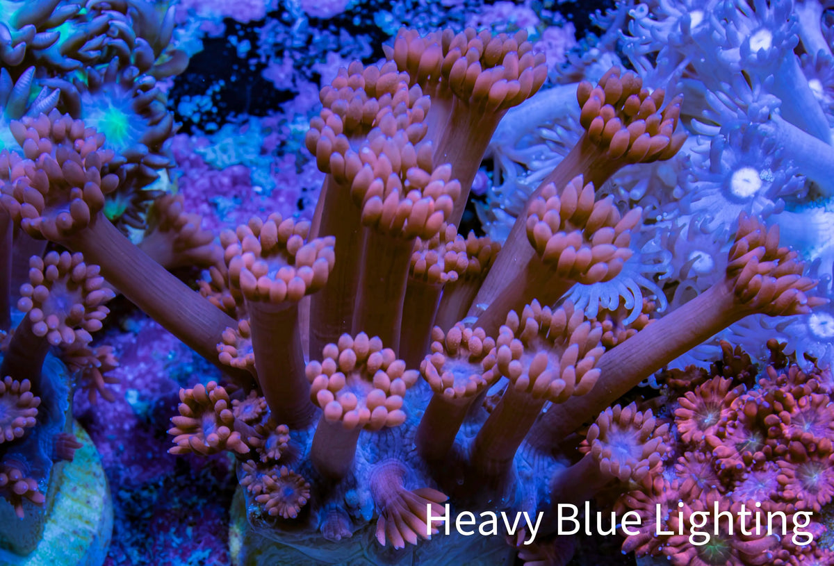 Ultra Pink Long Polyp Goniopora Frag WYSIWYG Ultra Pink Long Polyp Goniopora Frag WYSIWYG Animals & Pet Supplies Ultra Pink Long Polyp Goniopora Frag WYSIWYG Zeo Box Reef