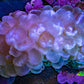 Ultra Pink Pearl Bubble Coral, 8cm WYSIWYG Ultra Pink Pearl Bubble Coral, 8cm WYSIWYG LPS Ultra Pink Pearl Bubble Coral, 8cm WYSIWYG Zeo Box Reef