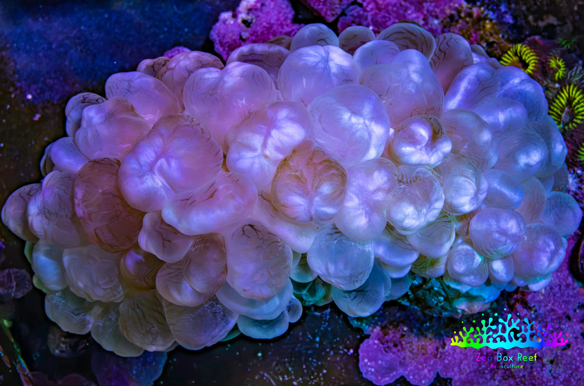 Ultra Pink Pearl Bubble Coral, 8cm WYSIWYG Ultra Pink Pearl Bubble Coral, 8cm WYSIWYG LPS Ultra Pink Pearl Bubble Coral, 8cm WYSIWYG Zeo Box Reef