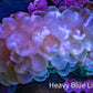 Ultra Pink Pearl Bubble Coral, 8cm WYSIWYG Ultra Pink Pearl Bubble Coral, 8cm WYSIWYG LPS Ultra Pink Pearl Bubble Coral, 8cm WYSIWYG Zeo Box Reef
