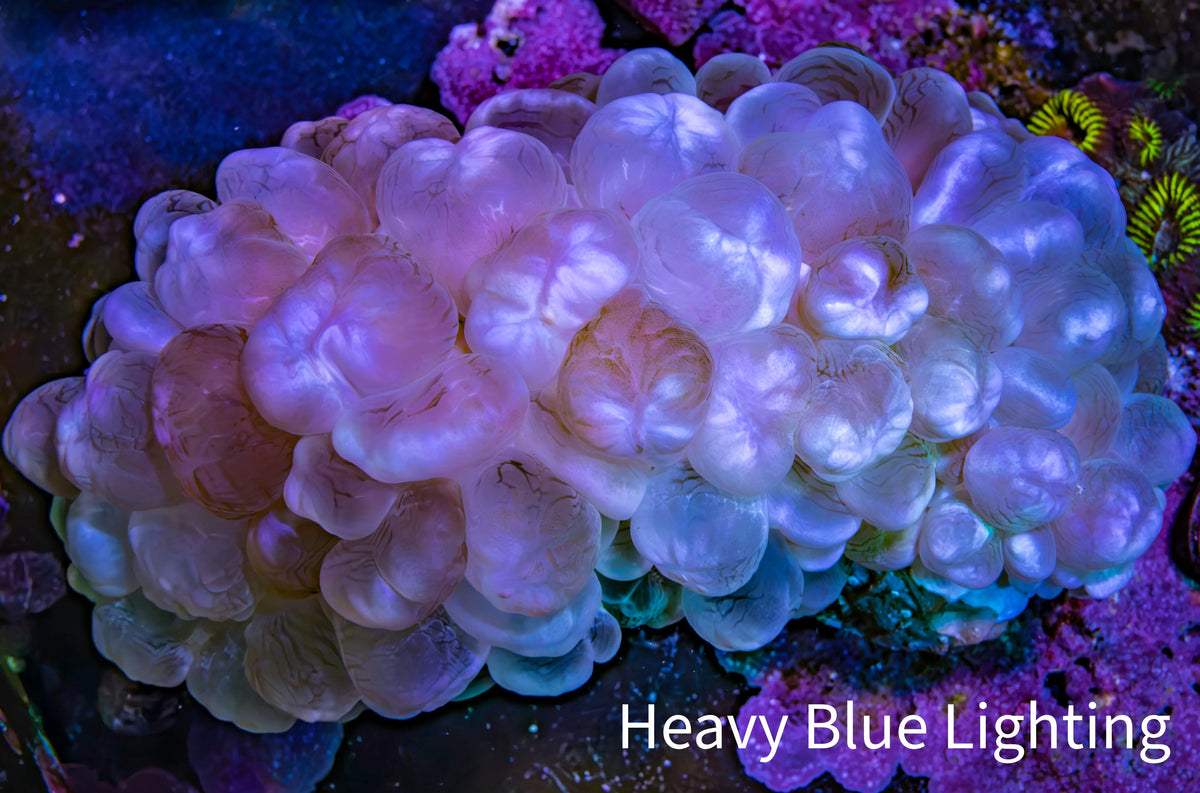 Ultra Pink Pearl Bubble Coral, 8cm WYSIWYG Ultra Pink Pearl Bubble Coral, 8cm WYSIWYG LPS Ultra Pink Pearl Bubble Coral, 8cm WYSIWYG Zeo Box Reef