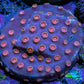 Ultra Pink Polyp Cyphastrea Coral Frag WYSIWYG Ultra Pink Polyp Cyphastrea Coral Frag WYSIWYG SPS Ultra Pink Polyp Cyphastrea Coral Frag WYSIWYG Zeo Box Reef