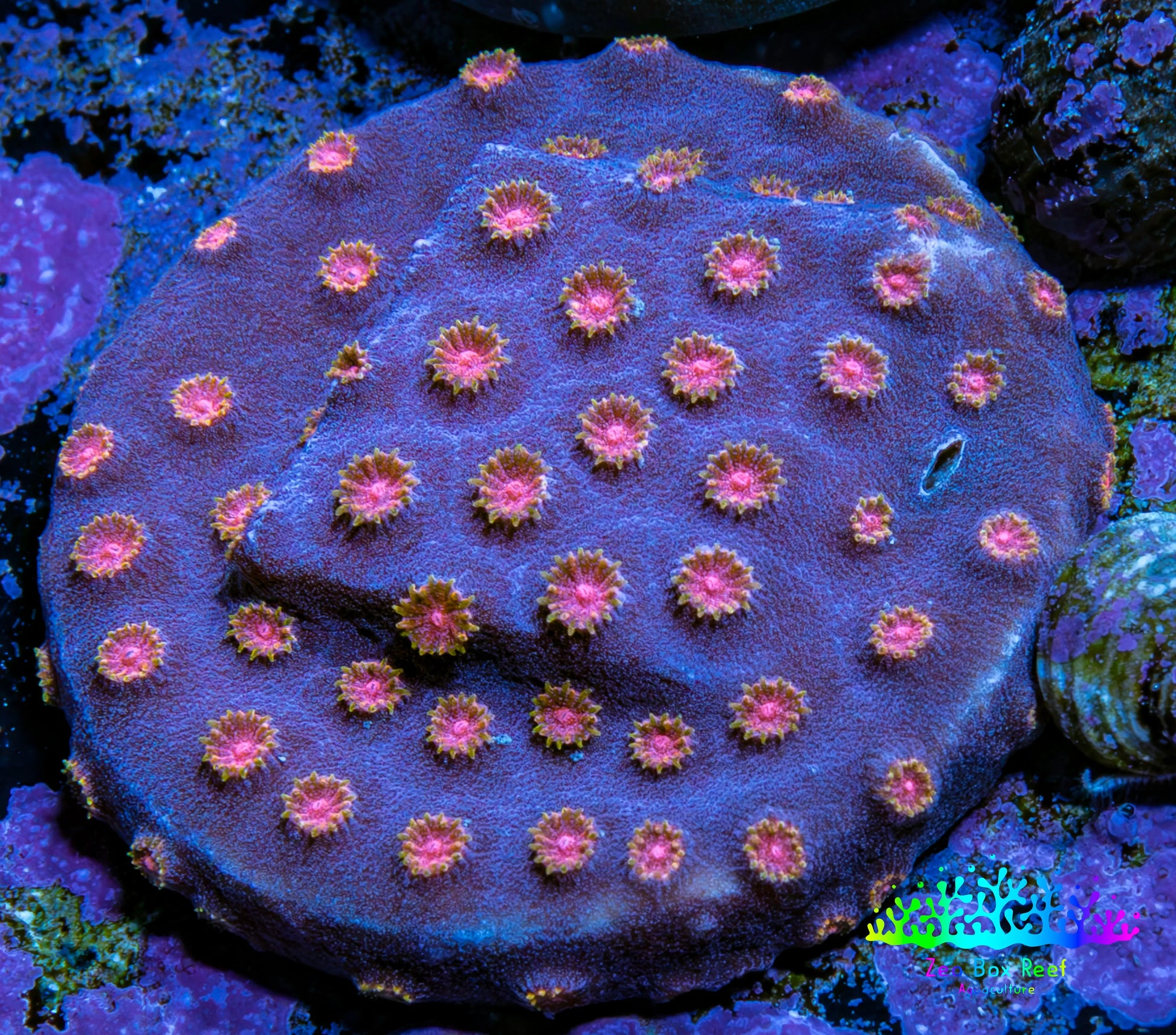 Ultra Pink Polyp Cyphastrea Coral Frag WYSIWYG Ultra Pink Polyp Cyphastrea Coral Frag WYSIWYG SPS Ultra Pink Polyp Cyphastrea Coral Frag WYSIWYG Zeo Box Reef