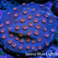 Ultra Pink Polyp Cyphastrea Coral Frag WYSIWYG Ultra Pink Polyp Cyphastrea Coral Frag WYSIWYG SPS Ultra Pink Polyp Cyphastrea Coral Frag WYSIWYG Zeo Box Reef