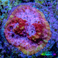 Ultra Pink Purple Green Chalice Frag WYSIWYG Ultra Pink Purple Green Chalice Frag WYSIWYG LPS Ultra Pink Purple Green Chalice Frag WYSIWYG Zeo Box Reef