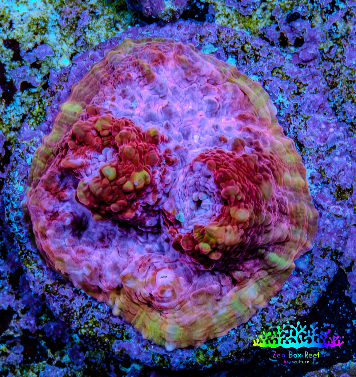 Ultra Pink Purple Green Chalice Frag WYSIWYG Ultra Pink Purple Green Chalice Frag WYSIWYG LPS Ultra Pink Purple Green Chalice Frag WYSIWYG Zeo Box Reef