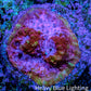Ultra Pink Purple Green Chalice Frag WYSIWYG Ultra Pink Purple Green Chalice Frag WYSIWYG LPS Ultra Pink Purple Green Chalice Frag WYSIWYG Zeo Box Reef