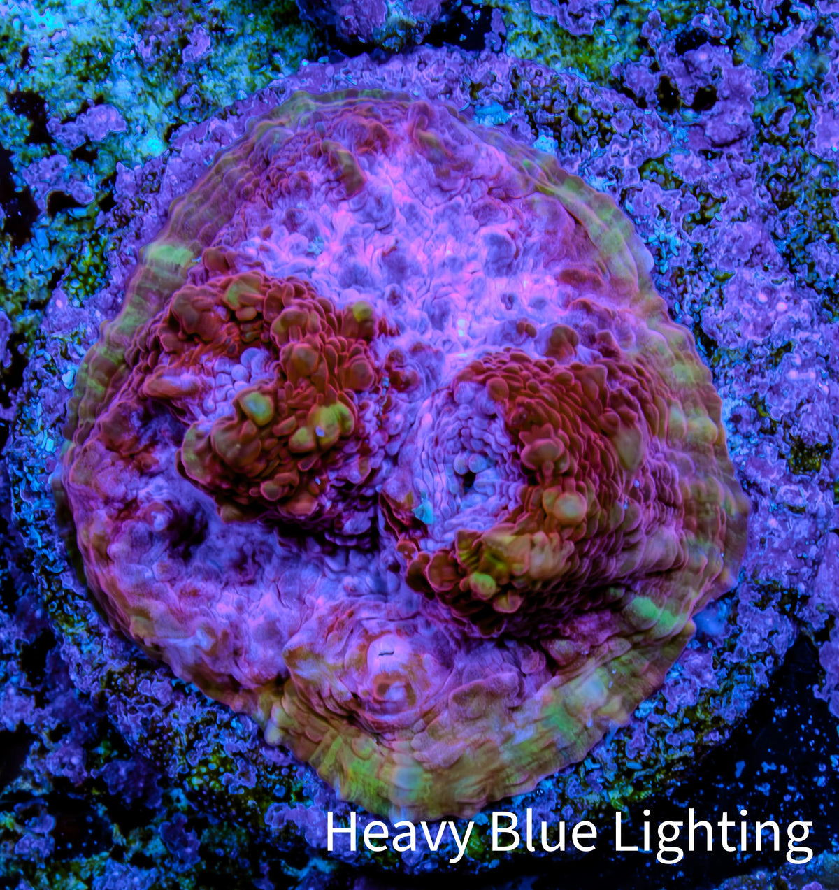 Ultra Pink Purple Green Chalice Frag WYSIWYG Ultra Pink Purple Green Chalice Frag WYSIWYG LPS Ultra Pink Purple Green Chalice Frag WYSIWYG Zeo Box Reef