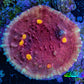 Ultra Pink Purple Turquoise Yellow Eye Chalice Frag WYSIWYG Ultra Pink Purple Turquoise Yellow Eye Chalice Frag WYSIWYG LPS Ultra Pink Purple Turquoise Yellow Eye Chalice Frag WYSIWYG Zeo Box Reef