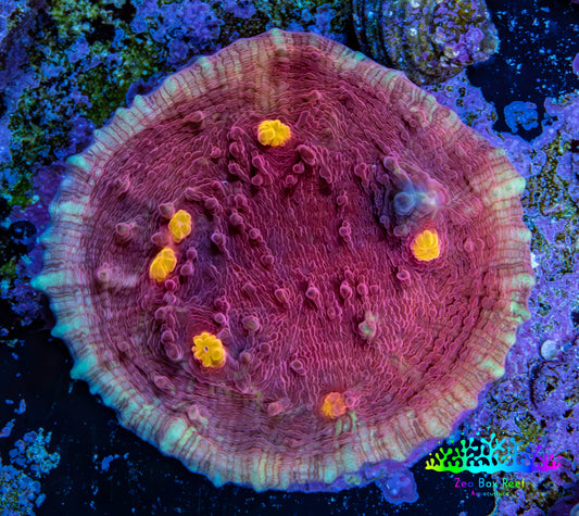 Ultra Pink Purple Turquoise Yellow Eye Chalice Frag WYSIWYG Ultra Pink Purple Turquoise Yellow Eye Chalice Frag WYSIWYG LPS Ultra Pink Purple Turquoise Yellow Eye Chalice Frag WYSIWYG Zeo Box Reef