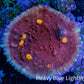 Ultra Pink Purple Turquoise Yellow Eye Chalice Frag WYSIWYG Ultra Pink Purple Turquoise Yellow Eye Chalice Frag WYSIWYG LPS Ultra Pink Purple Turquoise Yellow Eye Chalice Frag WYSIWYG Zeo Box Reef