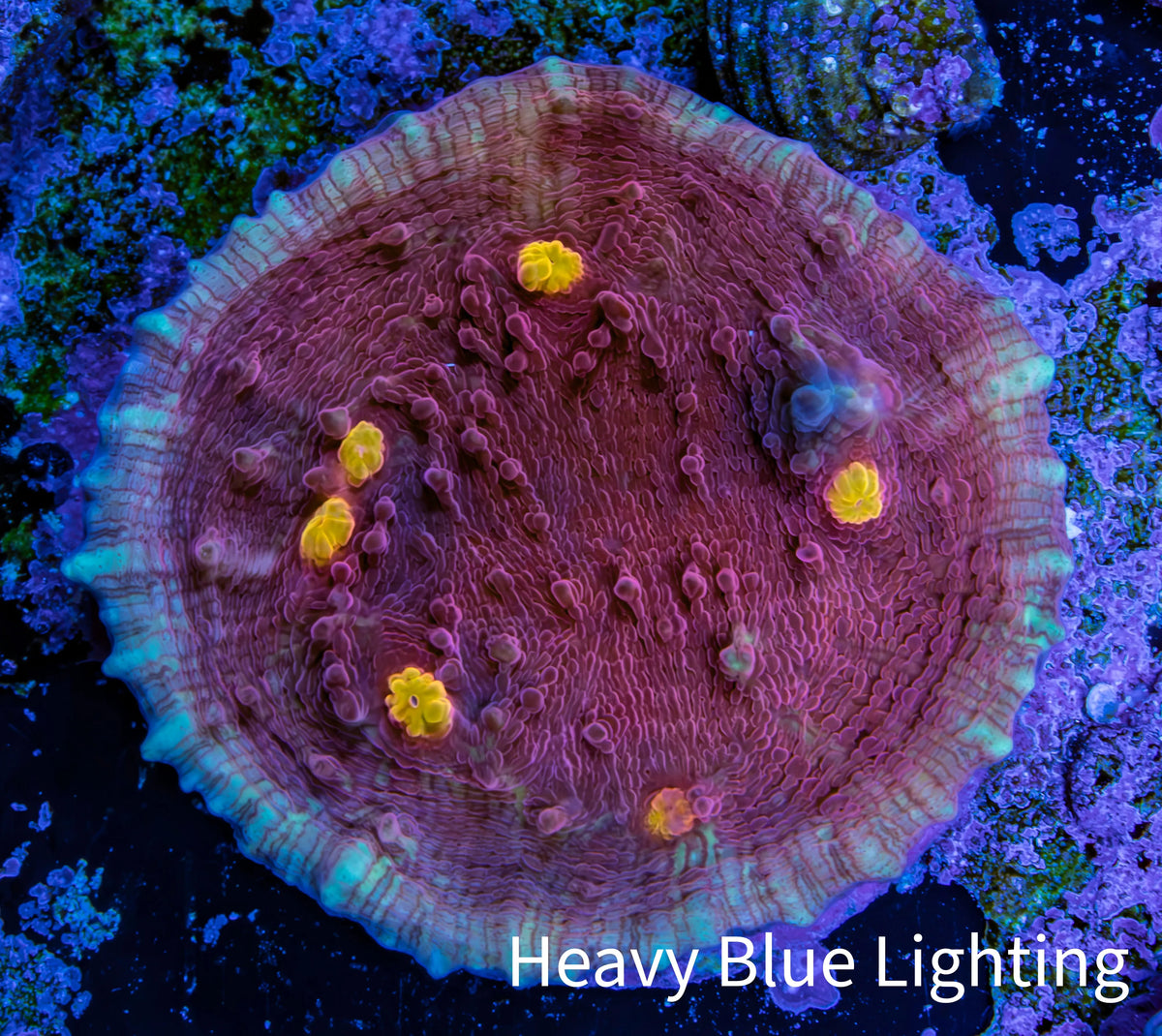 Ultra Pink Purple Turquoise Yellow Eye Chalice Frag WYSIWYG Ultra Pink Purple Turquoise Yellow Eye Chalice Frag WYSIWYG LPS Ultra Pink Purple Turquoise Yellow Eye Chalice Frag WYSIWYG Zeo Box Reef