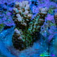 Ultra Pink Tip Acro Frag WYSIWYG Ultra Pink Tip Acro Frag WYSIWYG SPS Ultra Pink Tip Acro Frag WYSIWYG Zeo Box Reef