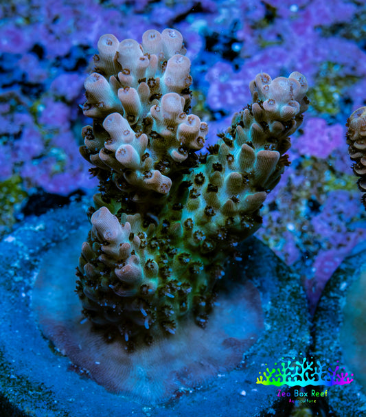 Ultra Pink Tip Acro Frag WYSIWYG Ultra Pink Tip Acro Frag WYSIWYG SPS Ultra Pink Tip Acro Frag WYSIWYG Zeo Box Reef