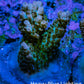 Ultra Pink Tip Acro Frag WYSIWYG Ultra Pink Tip Acro Frag WYSIWYG SPS Ultra Pink Tip Acro Frag WYSIWYG Zeo Box Reef