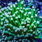 Ultra Pink Tip Green Stem Torch Coral 6cm WYSIWYG B4R1B1 Ultra Pink Tip Green Stem Torch Coral 6cm WYSIWYG B4R1B1 LPS Ultra Pink Tip Green Stem Torch Coral 6cm WYSIWYG B4R1B1 Zeo Box Reef