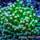 Ultra Pink Tip Green Stem Torch Coral 6cm WYSIWYG B4R1B1 Ultra Pink Tip Green Stem Torch Coral 6cm WYSIWYG B4R1B1 LPS Ultra Pink Tip Green Stem Torch Coral 6cm WYSIWYG B4R1B1 Zeo Box Reef