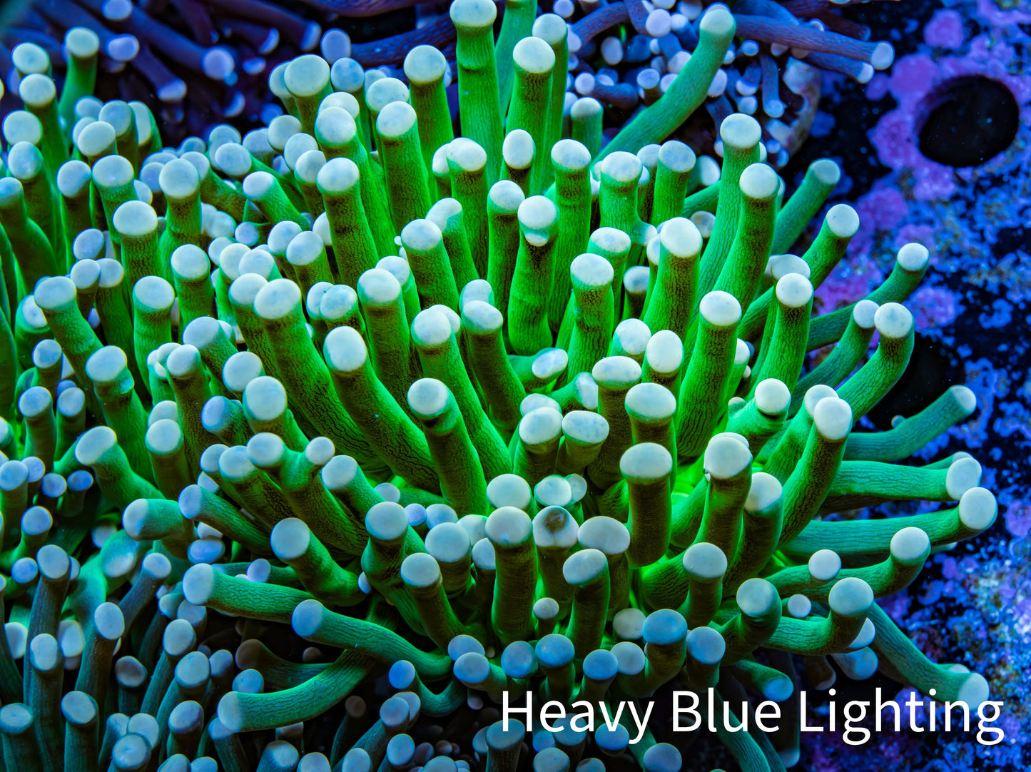 Ultra Pink Tip Green Stem Torch Coral 6cm WYSIWYG B4R1B1 Ultra Pink Tip Green Stem Torch Coral 6cm WYSIWYG B4R1B1 LPS Ultra Pink Tip Green Stem Torch Coral 6cm WYSIWYG B4R1B1 Zeo Box Reef