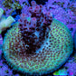 Ultra Pink Tip Green and Blue Acro Frag WYSIWYG Ultra Pink Tip Green and Blue Acro Frag WYSIWYG SPS Ultra Pink Tip Green and Blue Acro Frag WYSIWYG Zeo Box Reef