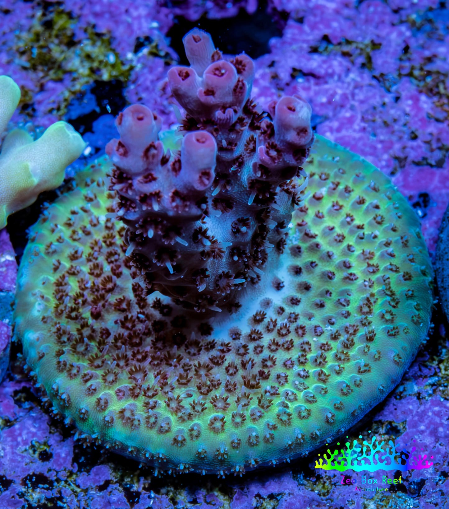 Ultra Pink Tip Green and Blue Acro Frag WYSIWYG Ultra Pink Tip Green and Blue Acro Frag WYSIWYG SPS Ultra Pink Tip Green and Blue Acro Frag WYSIWYG Zeo Box Reef