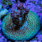Ultra Pink Tip Green and Blue Acro Frag WYSIWYG Ultra Pink Tip Green and Blue Acro Frag WYSIWYG SPS Ultra Pink Tip Green and Blue Acro Frag WYSIWYG Zeo Box Reef