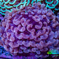 Ultra Pink Tip Hammer Coral -   WYSIWYG 8cm C5R5B1 Ultra Pink Tip Hammer Coral -   WYSIWYG 8cm C5R5B1 Aquarium Decor Ultra Pink Tip Hammer Coral -   WYSIWYG 8cm C5R5B1 Zeo Box Reef