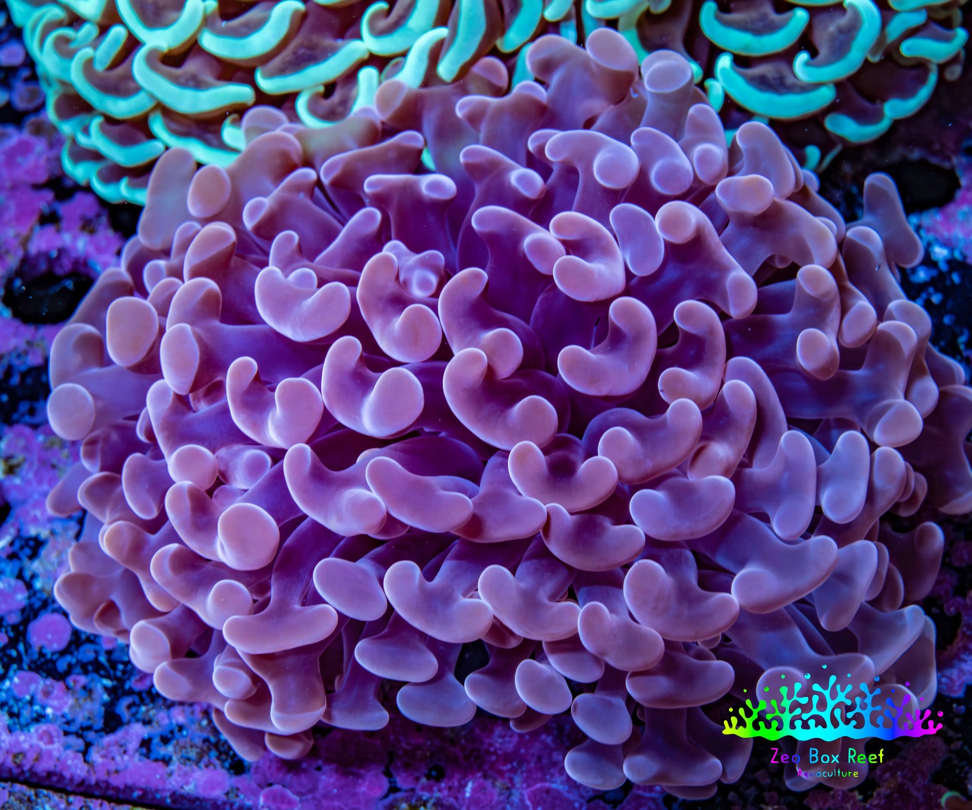 Ultra Pink Tip Hammer Coral -   WYSIWYG 8cm C5R5B1 Ultra Pink Tip Hammer Coral -   WYSIWYG 8cm C5R5B1 Aquarium Decor Ultra Pink Tip Hammer Coral -   WYSIWYG 8cm C5R5B1 Zeo Box Reef